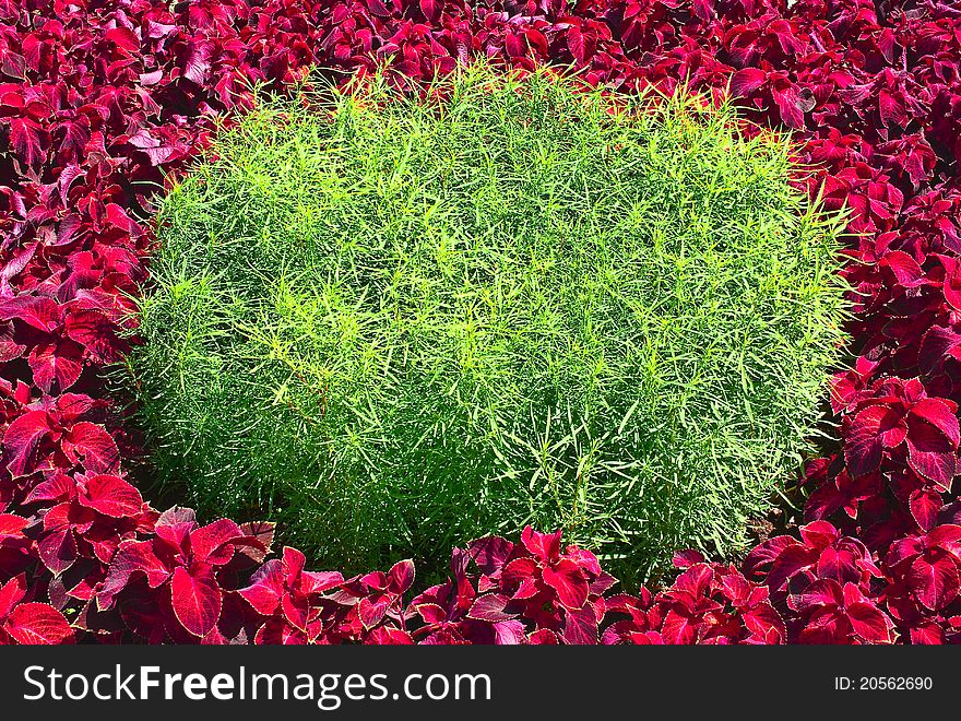 Decorative flower bed of plants of contrast color