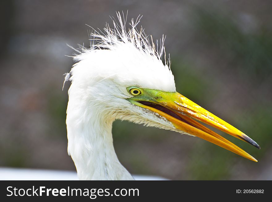 Close up of snowy white egret. Close up of snowy white egret