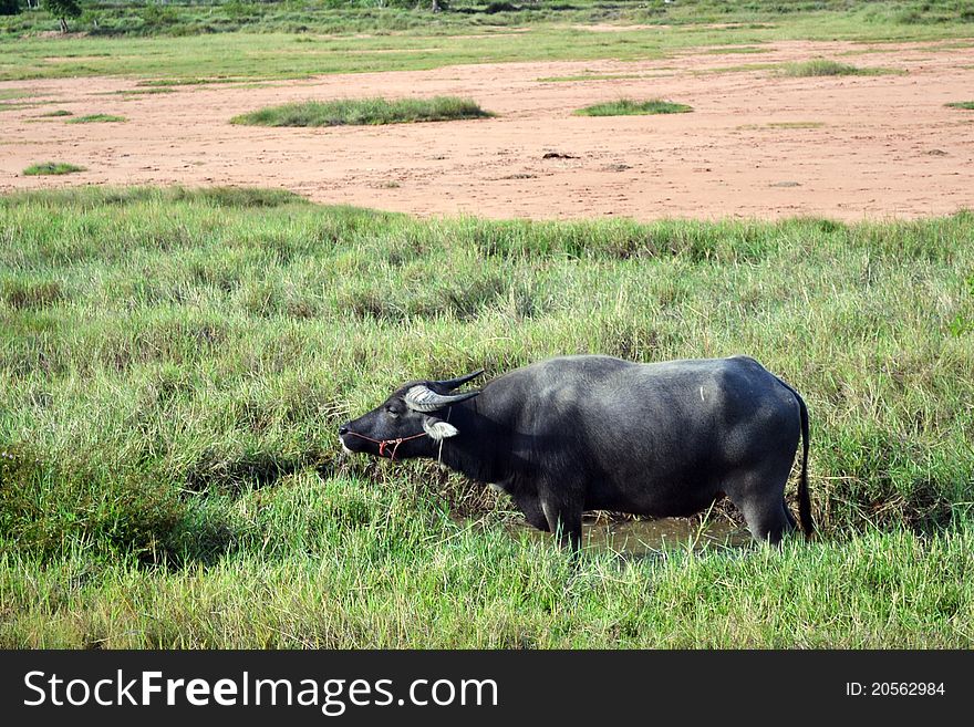 Another buffalo in a farm, just walking to find a small pond to take a rest. Another buffalo in a farm, just walking to find a small pond to take a rest