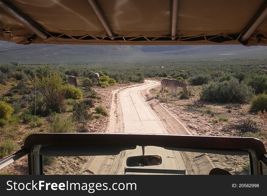 Road scene in bush taken from canopied vehicle with zebra. Road scene in bush taken from canopied vehicle with zebra