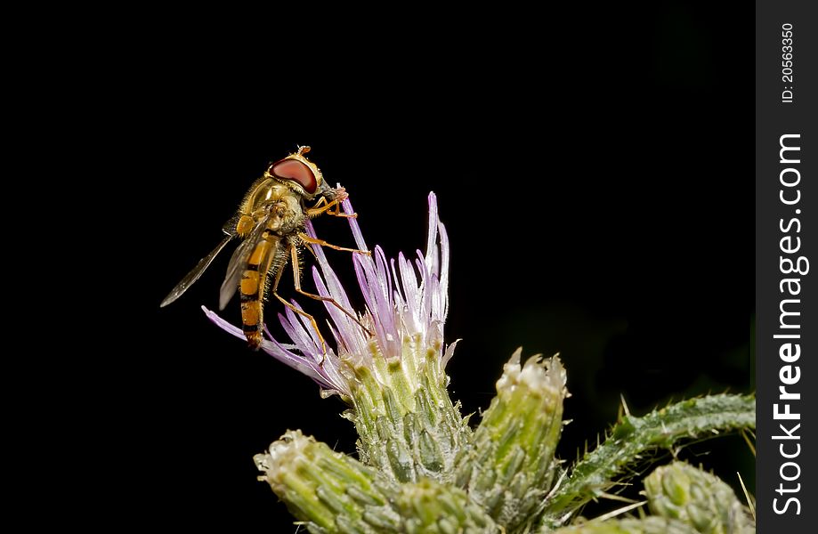 Hoverfly on thistle flower with black background