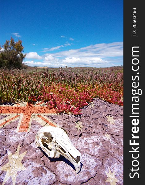 During an Australian summer drought, the remains of a pademelon (wallaby) skull lie on the cracked earth.