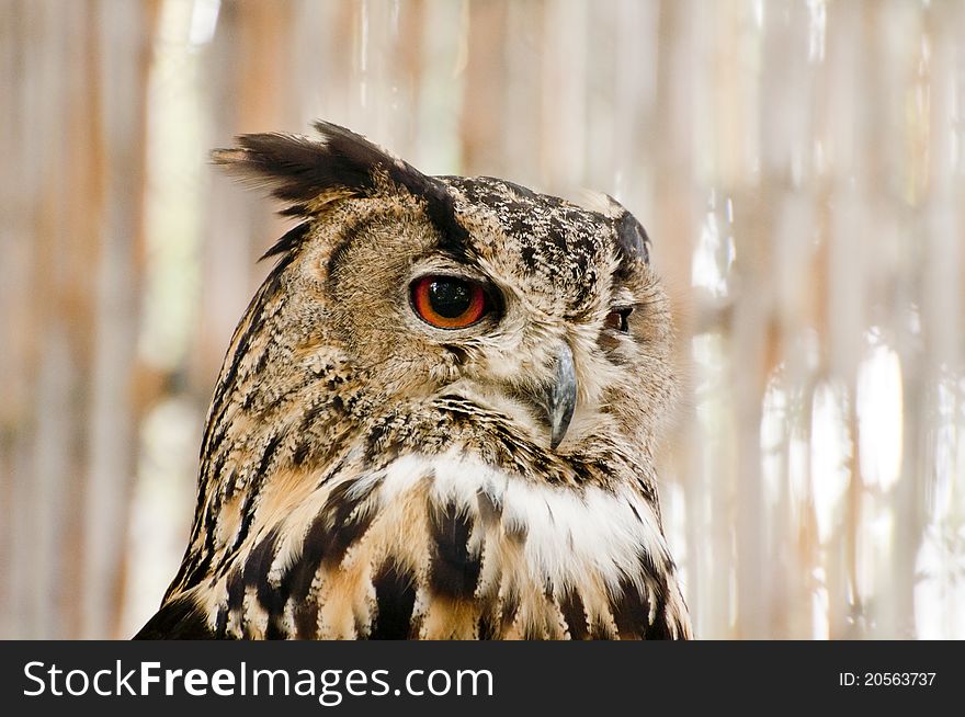 Closeup portrait of an owl. Closeup portrait of an owl