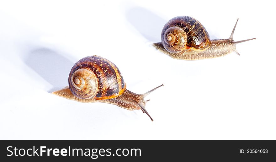 Snails isolated on white background