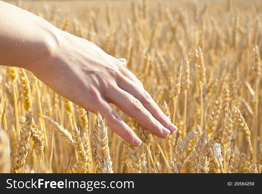 Agriculture conceptual image - Hand in wheat field