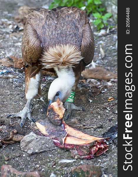 Full view of young vulture eating meat in a zoo