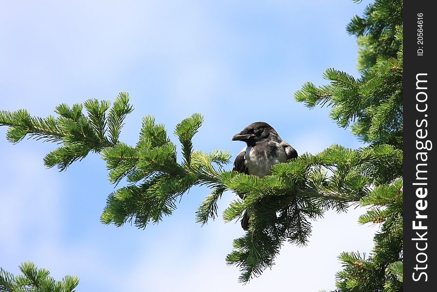 Young chick crows off from the nest.