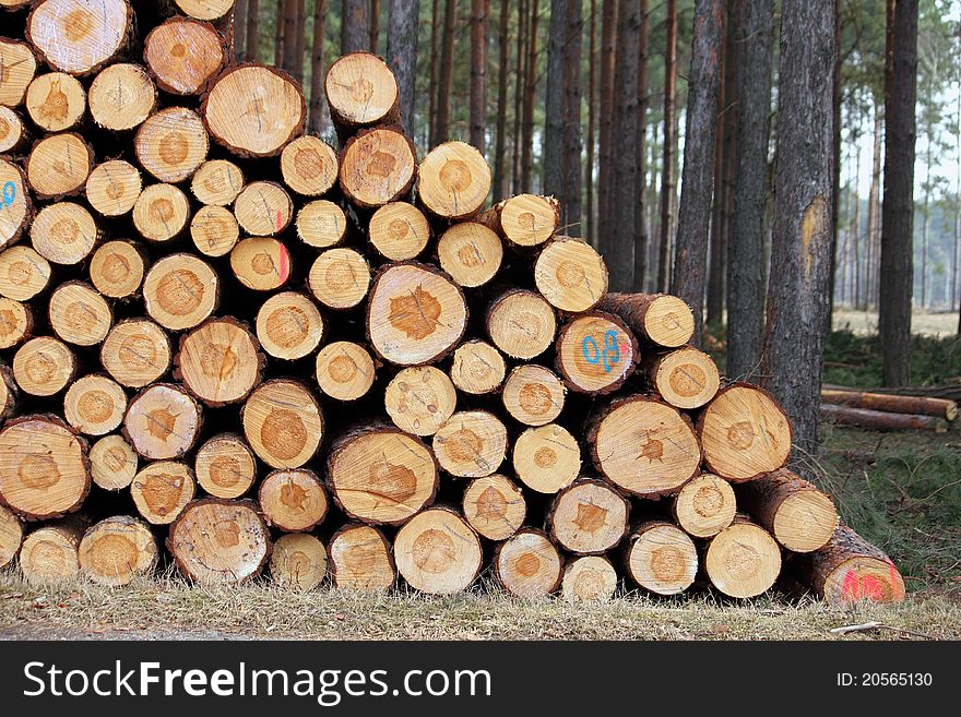 Cut trees or logs pile. Cut trees or logs pile