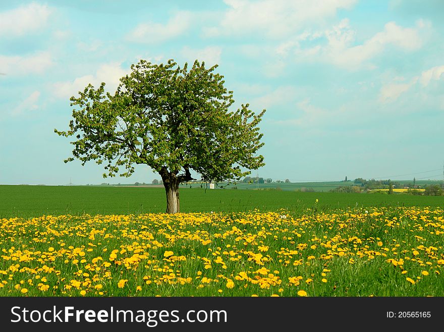 Dandelion Meadow And Tree