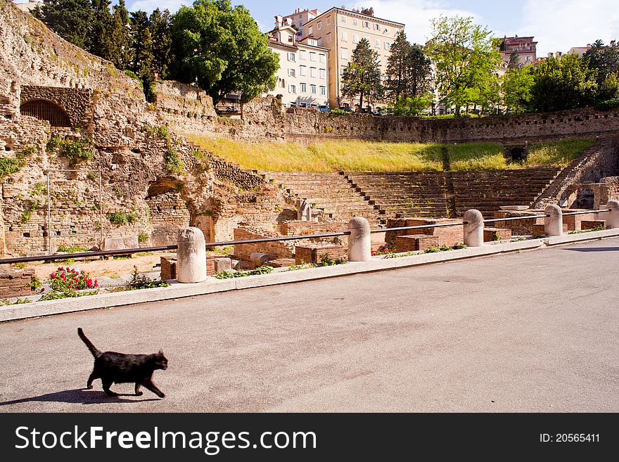Cat, Roman Theater in Trieste