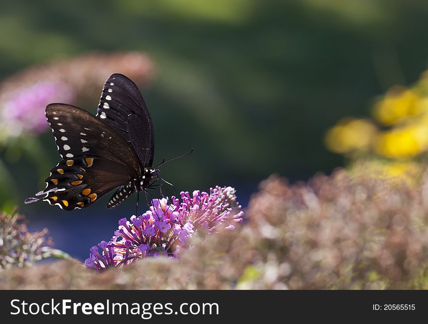 (Eastern) Black Swallowtail (Papilio Polyxenes)