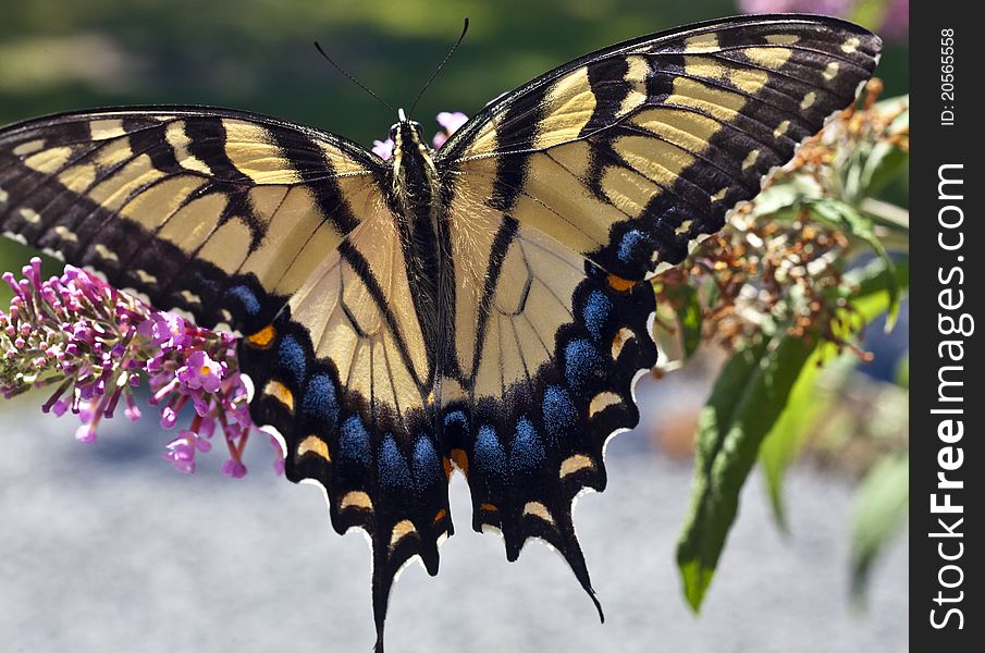 Eastern Tiger Swallowtail (Papilio glaucus) in flower garden in Central Park, New York City