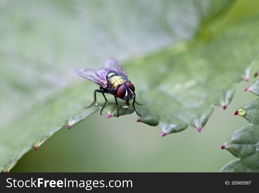 House Fly, Musca Domestica