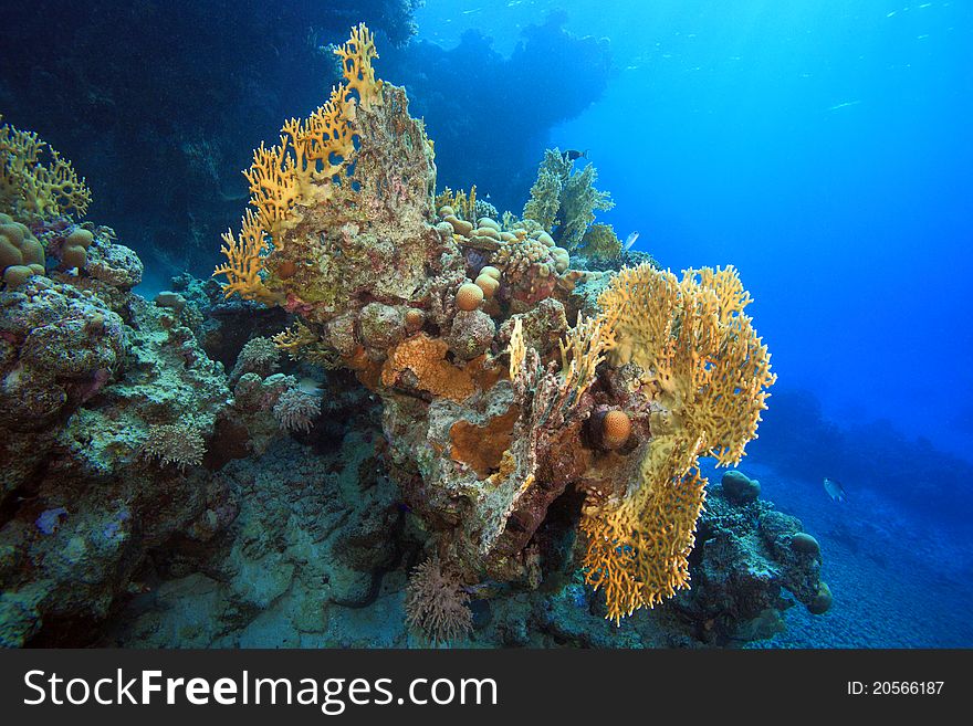 Diving in the Red Sea