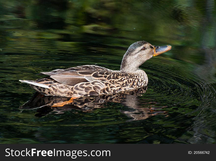 A female mallard is swimming in dark water. On the surface you can see the reflection and ripples. A female mallard is swimming in dark water. On the surface you can see the reflection and ripples.