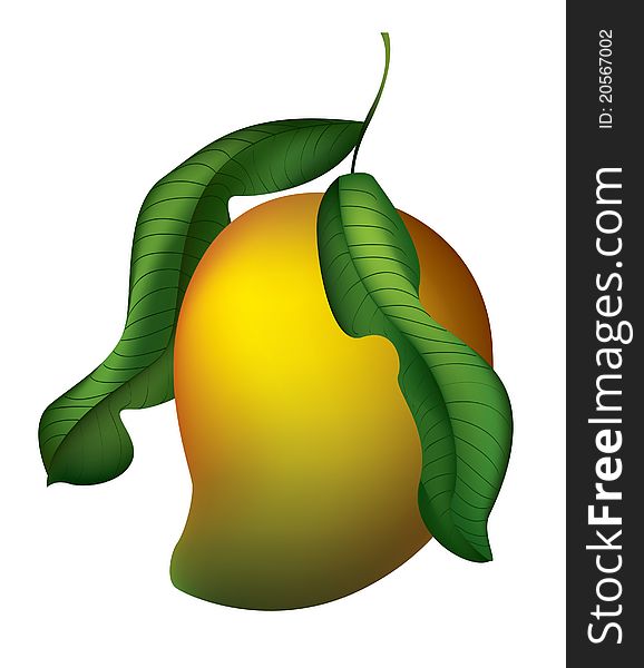 Illustrated sweet yellow mango with leaves. Illustrated sweet yellow mango with leaves