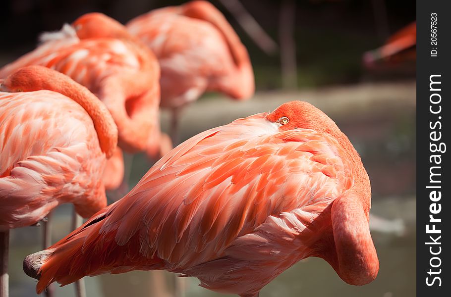 Foue rose flamingo in the lake