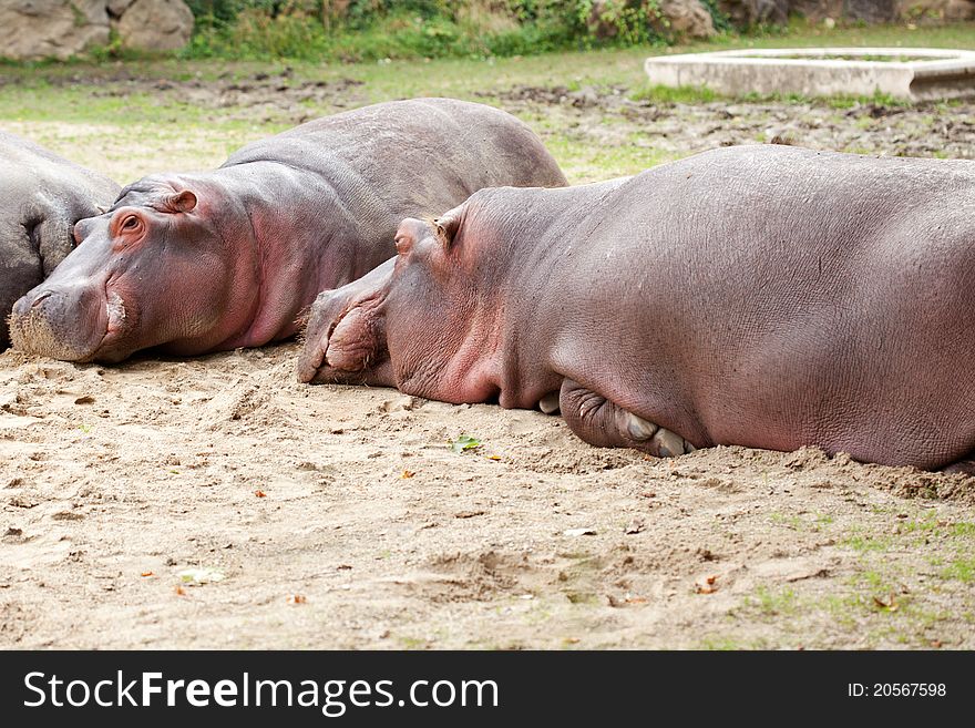 Two hippopotamus lying on the ground