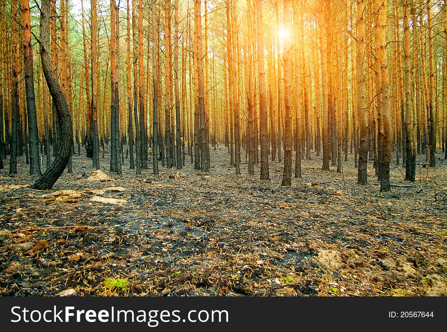 Burnt pine forest after fire