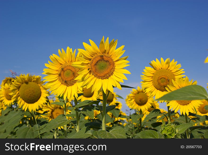 Early morning, bees pollinate sunflowwer. Early morning, bees pollinate sunflowwer
