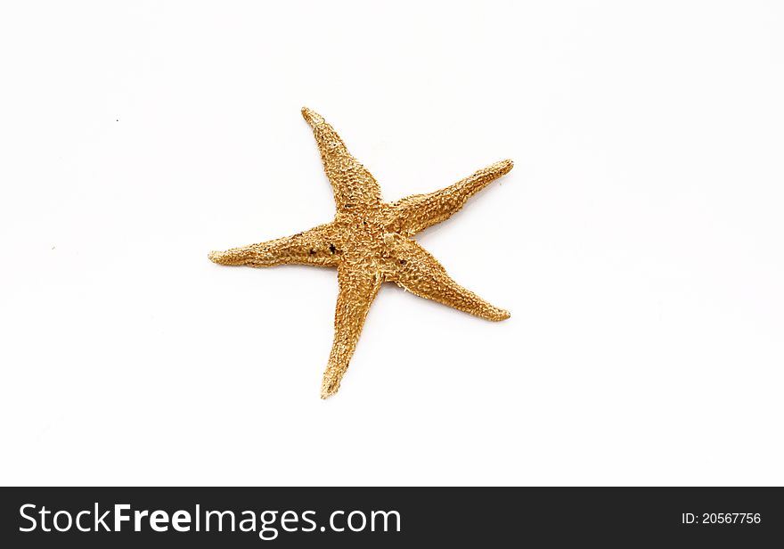 Starfish isolated on white. Sea stars and shells collection.