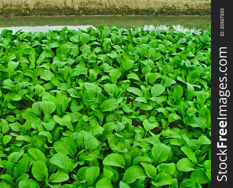 Chinese Cabbage growing in a farm