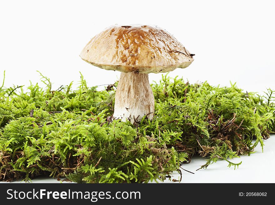 A boletus in moss on white background. A boletus in moss on white background