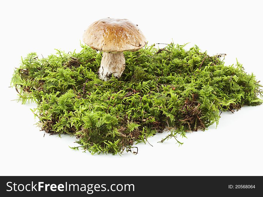 A boletus in moss on white background. A boletus in moss on white background