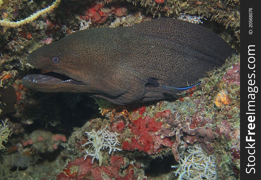 Moray in the sea. Taken while diving.