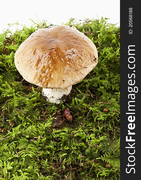 A boletus in moss on white background. A boletus in moss on white background