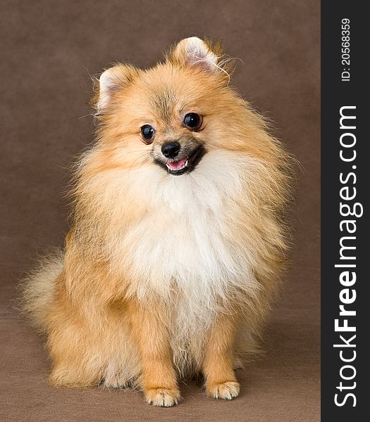 Puppy of breed a spitz-dog  on a neutral background