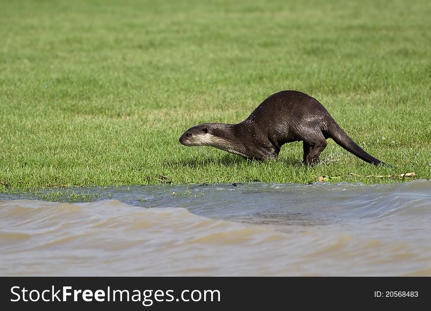 A smooth coated otter running on a grass covered river bed