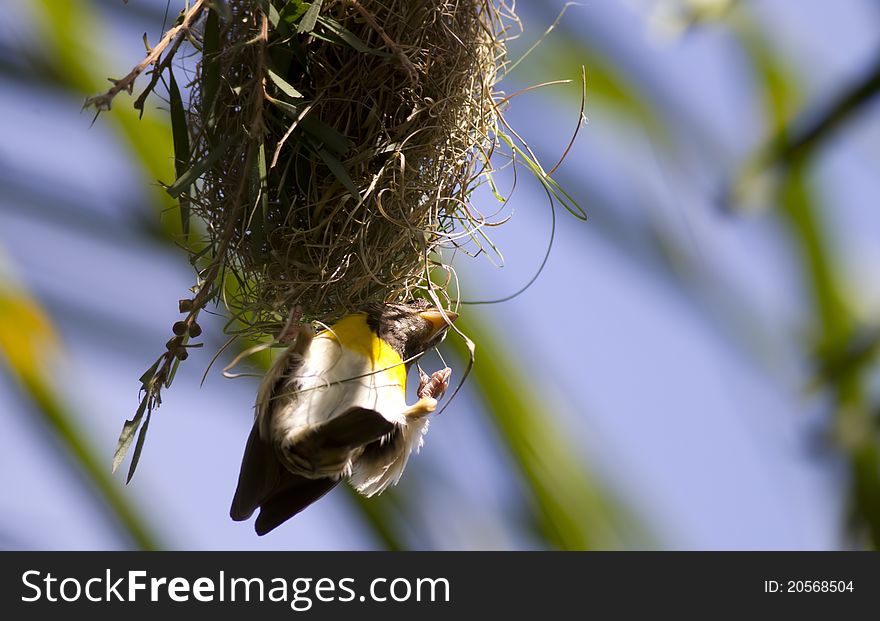 A male baya weaver constructing its nest