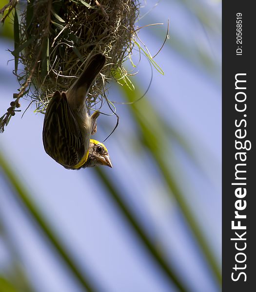 A male baya weaver constructing its nest