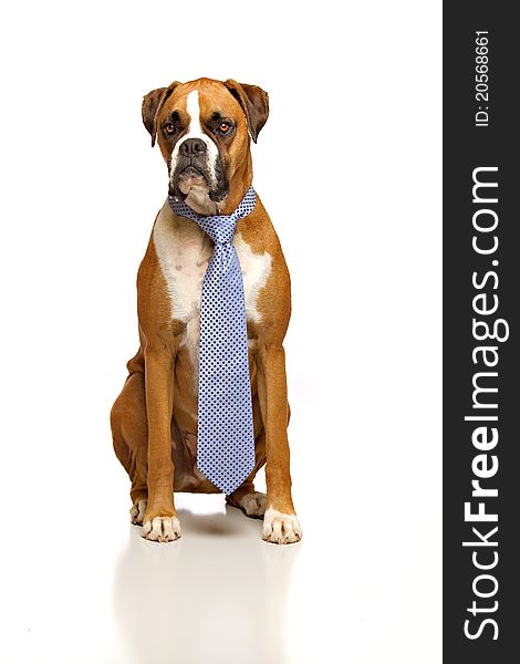 Boxer, Working Dog