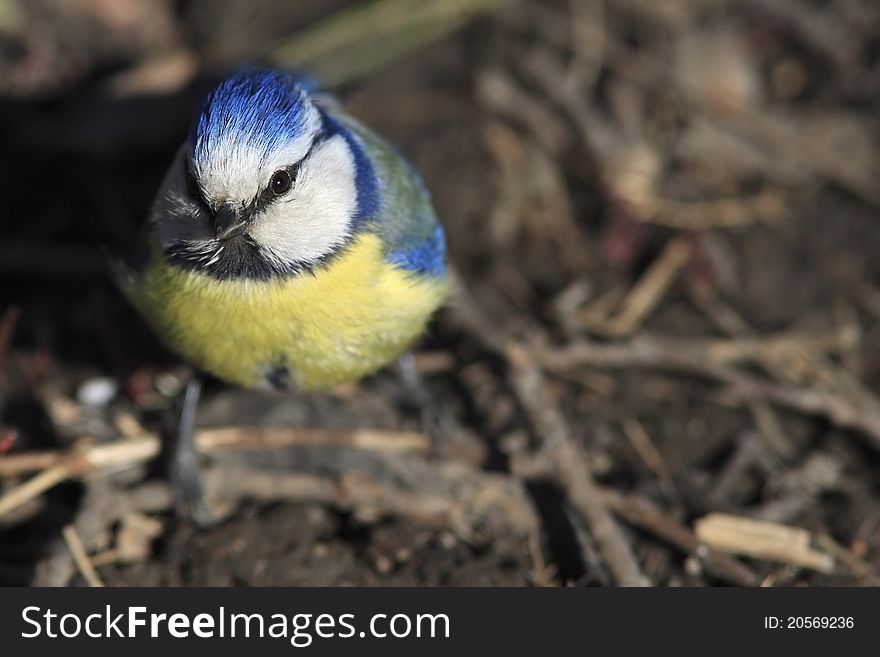 Blue tit sitting on the ground and looking up at camera