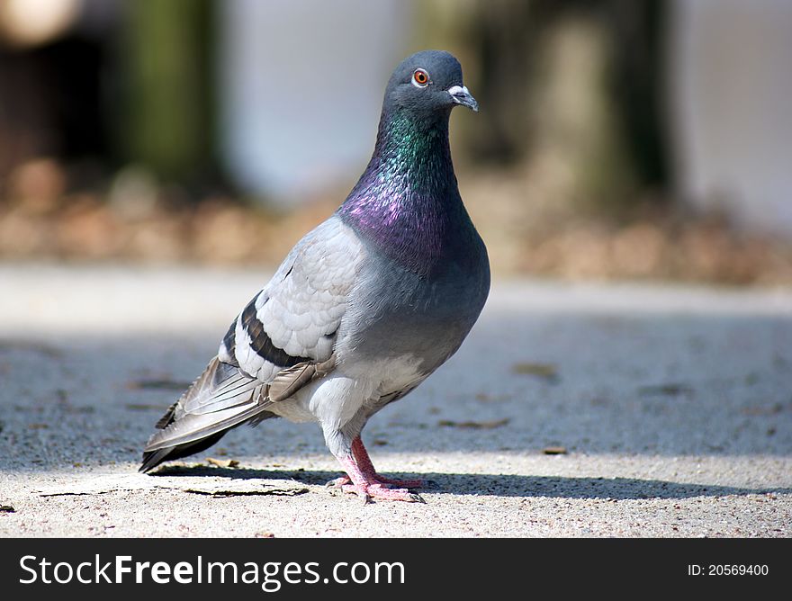 Grey pigeon in Park, Poland