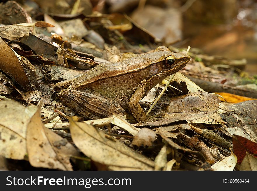 The close up image of a Rana Temporalis frog. Typical rain forest frop found in western ghats of India. The close up image of a Rana Temporalis frog. Typical rain forest frop found in western ghats of India.