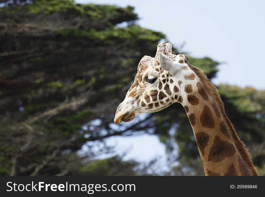 Giraffe Head