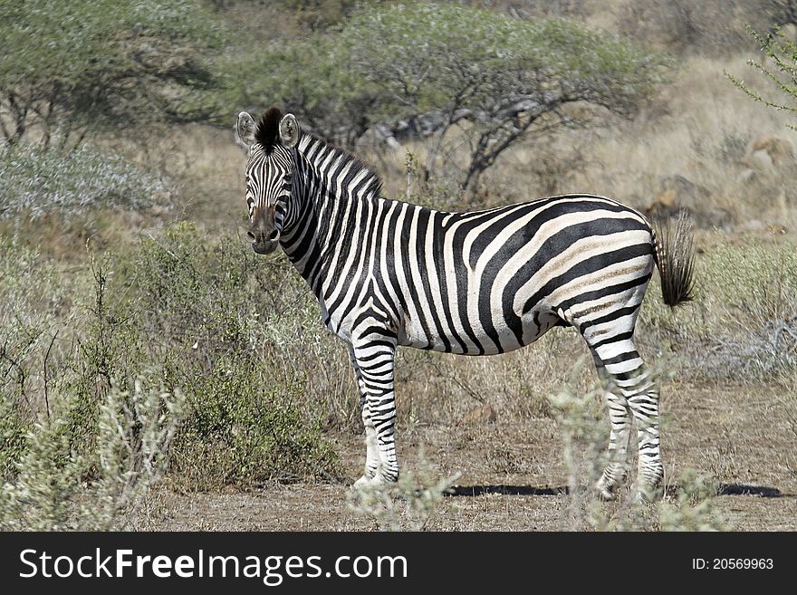 Full image of Zebras looking towards camera. Full image of Zebras looking towards camera