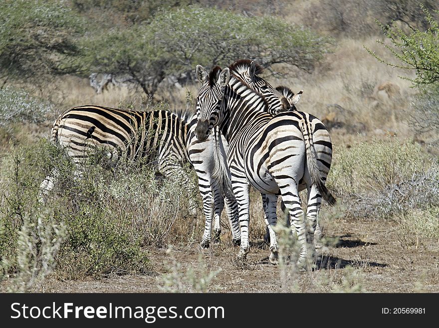 Heard of Zebras looking towards camera. Heard of Zebras looking towards camera