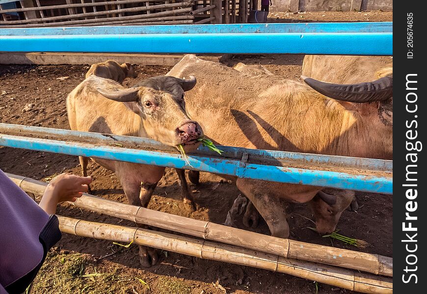 A group of rare albino buffaloes eating grass in cages under the hot sun. A group of rare albino buffaloes eating grass in cages under the hot sun.