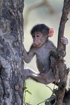Young Baboon Royalty Free Stock Photography