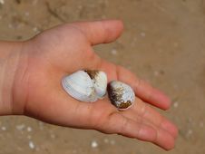 Shells In Child S Hand Royalty Free Stock Photography Shells In Child S Hand Royalty Free Stock Photography
