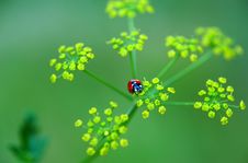 Ladybird Royalty Free Stock Photo