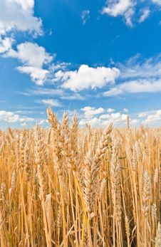 Gold Ears Of Wheat Under Sky Stock Images Gold Ears Of Wheat Under Sky Stock Images