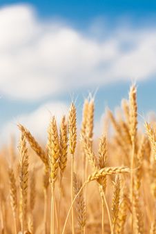 Gold Ears Of Wheat Under Sky Royalty Free Stock Images Gold Ears Of Wheat Under Sky Royalty Free Stock Images