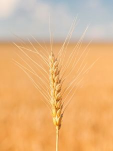 Gold Ears Of Wheat Under Sky Royalty Free Stock Photos Gold Ears Of Wheat Under Sky Royalty Free Stock Photos