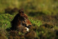 Heathland Foal. Royalty Free Stock Image Heathland Foal. Royalty Free Stock Image
