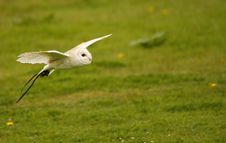 Bob The Barn Owl I Stock Photos Bob The Barn Owl I Stock Photos